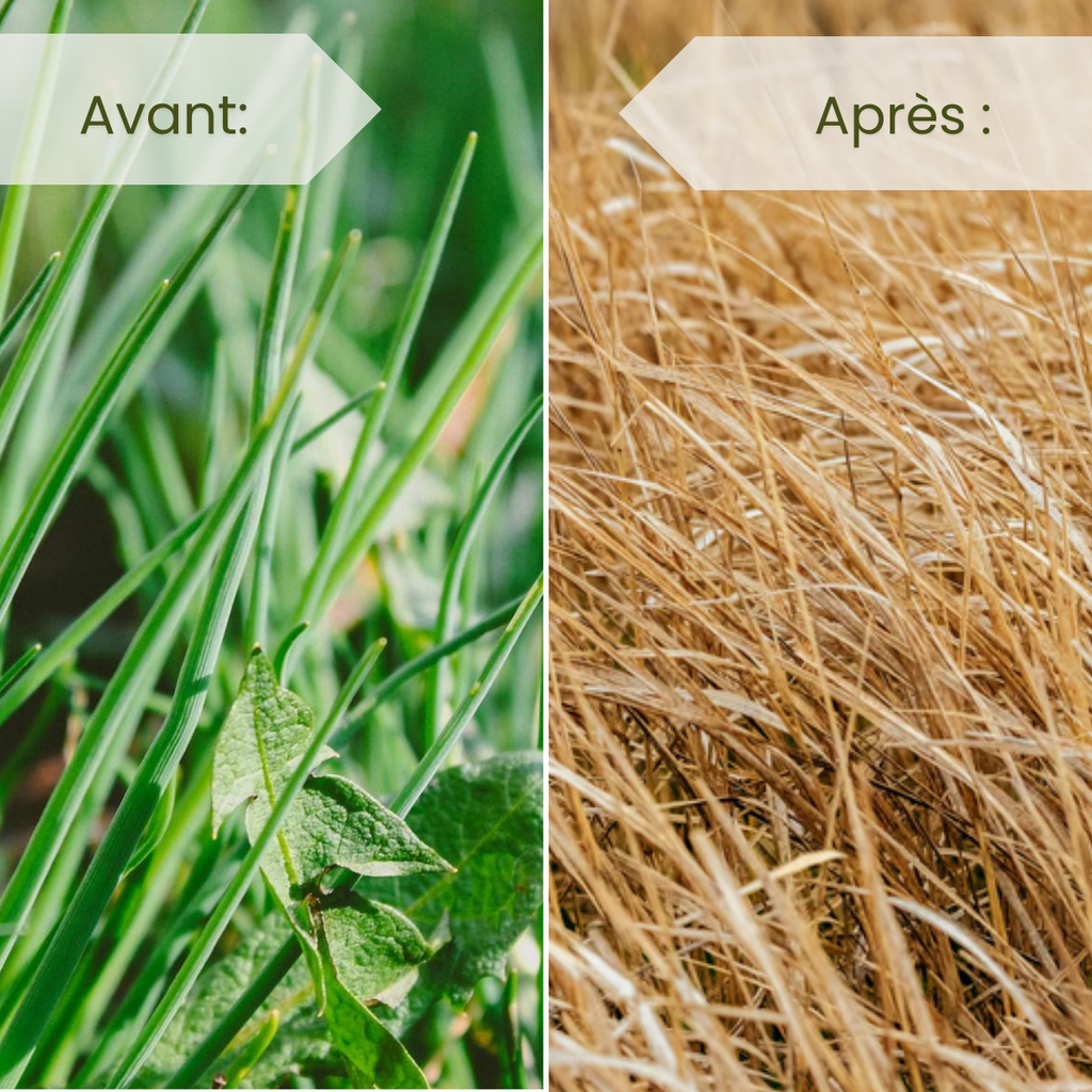 ROUNDUP 360 POWER 2.0 Désherbant Herbicide Glyphosate 20 L